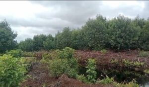 Kebun akasia PT RIA di Desa Pungkat, Kecamatan Gaung Kabupaten. Indragiri Hilir, Riau 