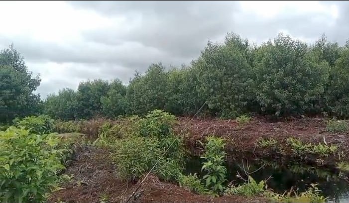 Kebun akasia PT RIA di Desa Pungkat, Kecamatan Gaung Kabupaten. Indragiri Hilir, Riau 